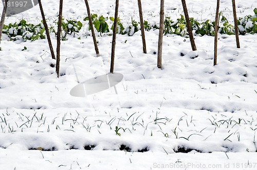 Image of Leeks and  cabbage in the snow