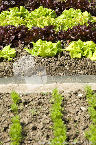 Image of Lettuce 03