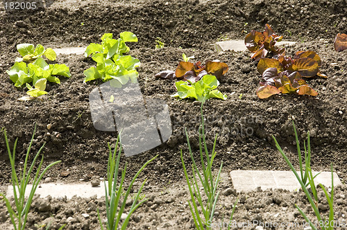 Image of Lettuce 04