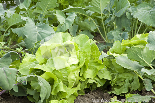 Image of Lettuce 06