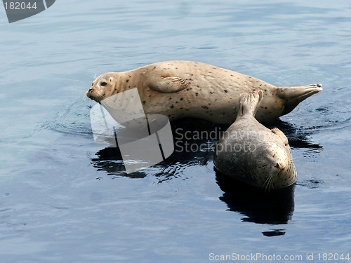 Image of Sea lion couple