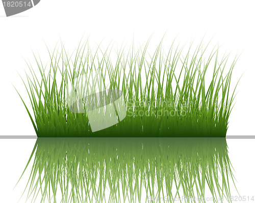 Image of grass on water