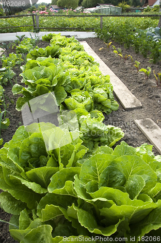 Image of Lettuce 07