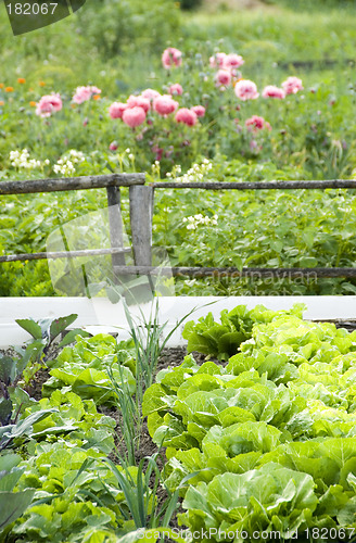 Image of Lettuce 08