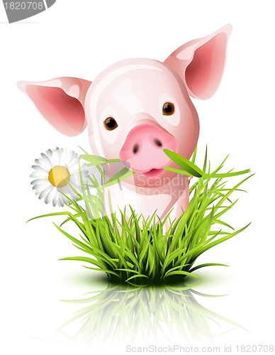 Image of Little pink pig in grass