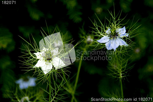 Image of Love-in-a-mist