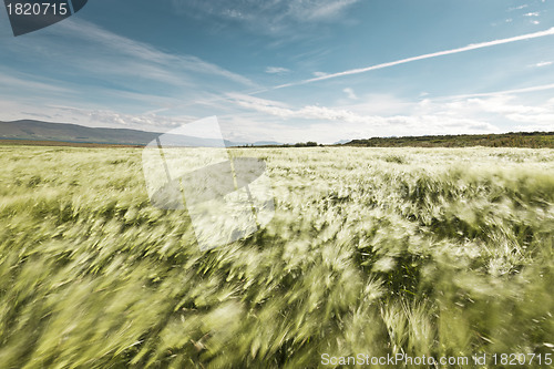 Image of Wheatfield blowing in the wind