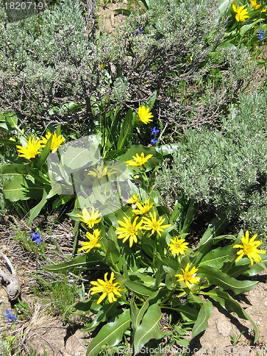 Image of Mountain Wildflowers