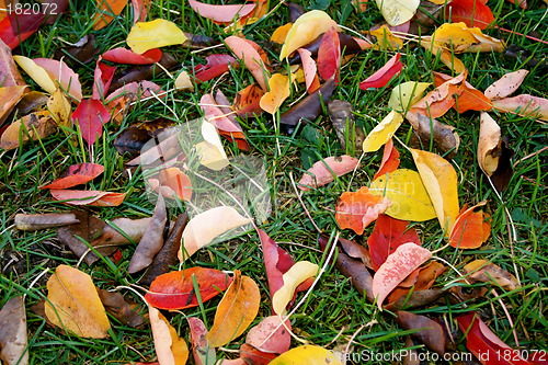 Image of Autumn leaf