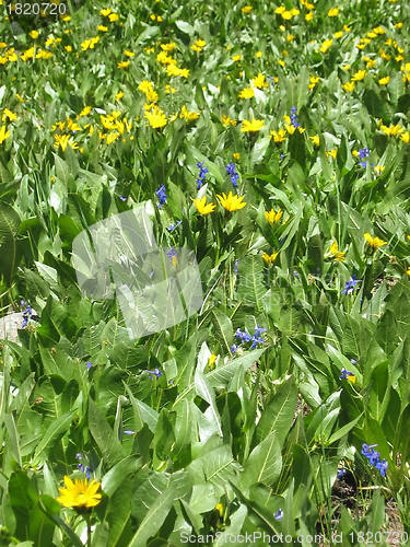 Image of Mountain Wildflowers