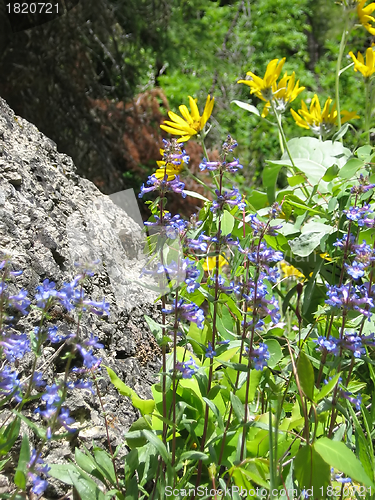 Image of Mountain Wildflowers
