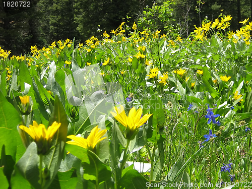 Image of Mountain Wildflowers