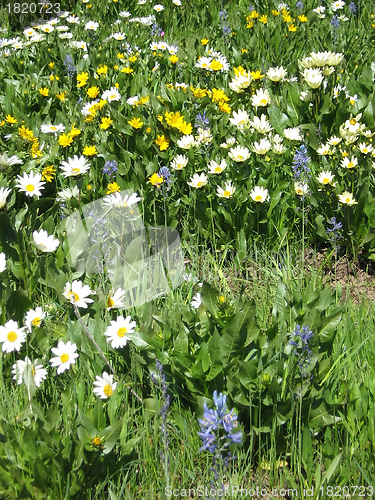 Image of Mountain Wildflowers
