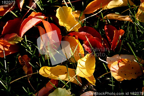 Image of Autumn leaf