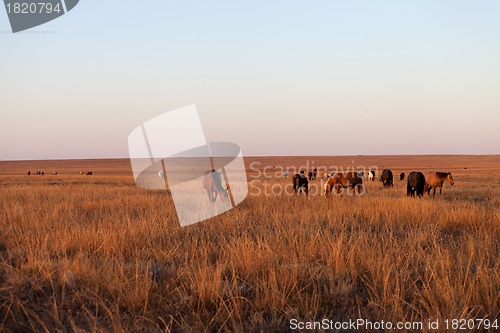 Image of Herd of horses grazing in pasture