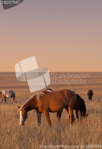 Image of Horses grazing in evening pasture