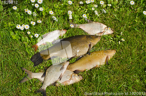 Image of Lake fishes tench, bream, roach catch green grass 