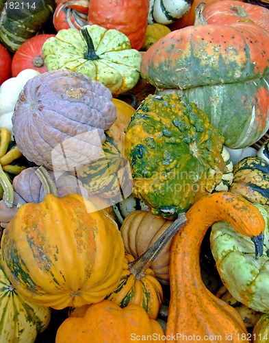 Image of Autumn pumpkins