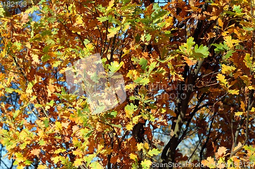 Image of Autumn foliage