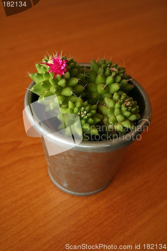 Image of Pink cactus flower