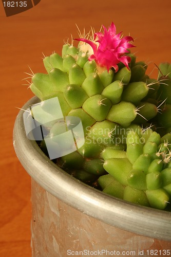 Image of Pink cactus flower close up