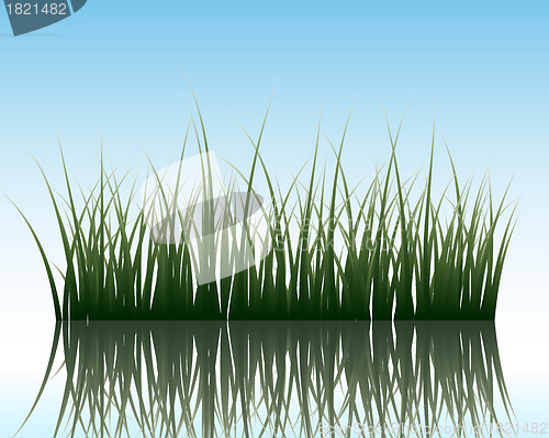 Image of grass on water