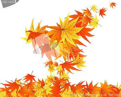 Image of autumn leaves