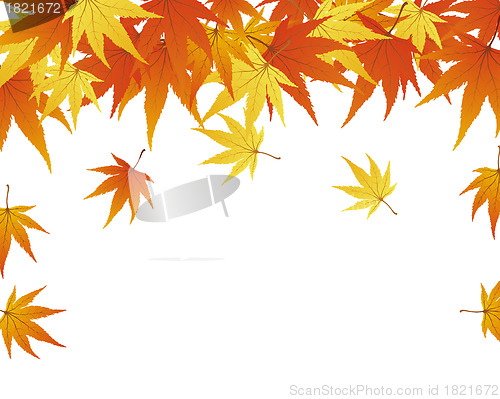 Image of autumn leaves