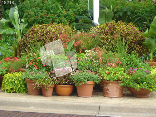 Image of Potted Plants