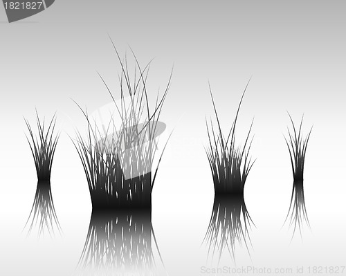 Image of grass on water