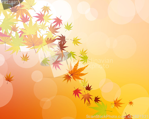 Image of maples leaves