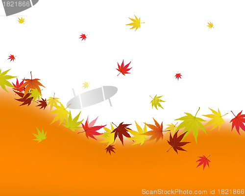 Image of autumn leaves