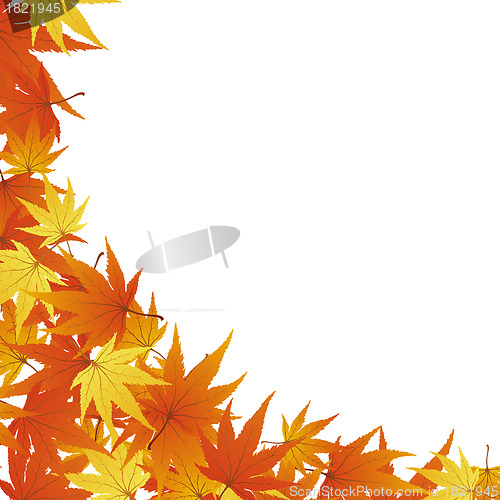 Image of autumn leaves