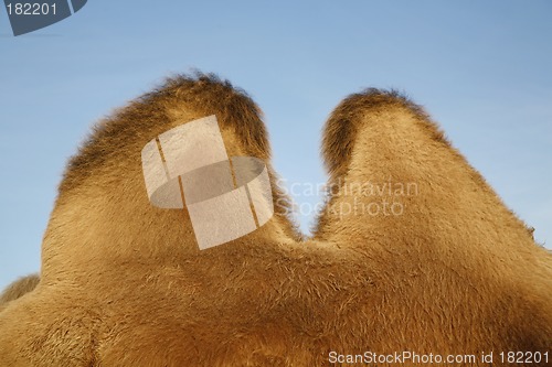 Image of Camel