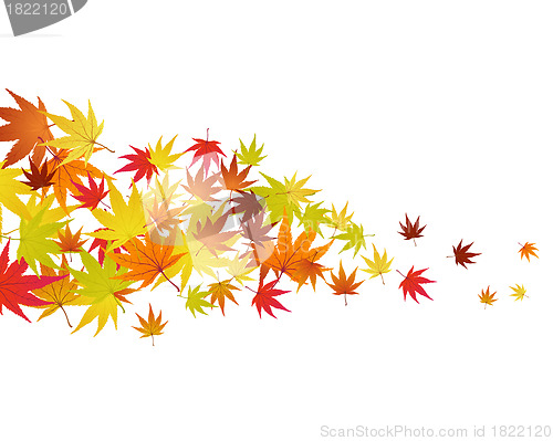 Image of autumn leaves