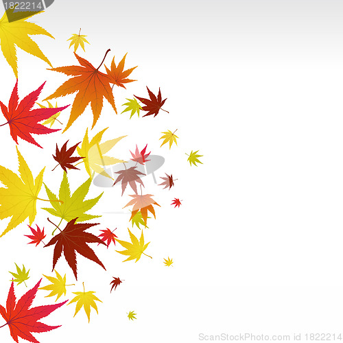 Image of autumn leaves