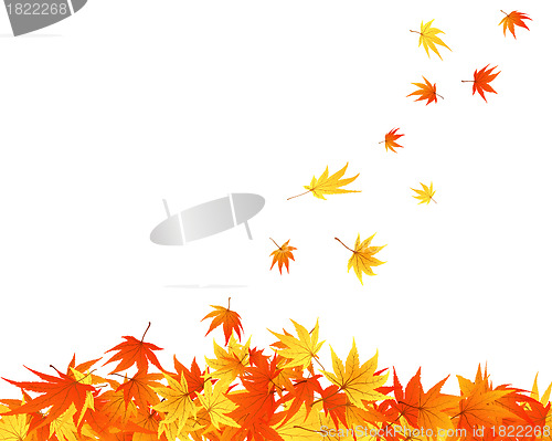 Image of autumn leaves