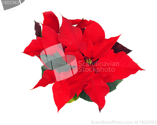 Image of Poinsettia