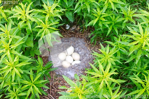 Image of Nest of the Barnacle Goose with eggs