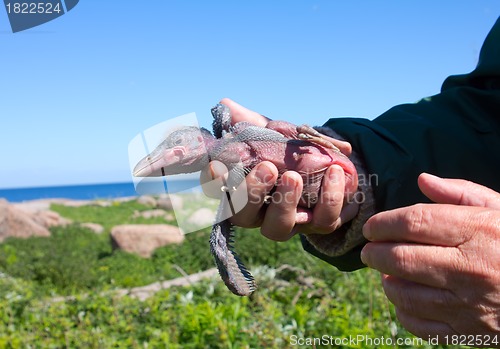 Image of Amusing baby bird of a gray crow in hands