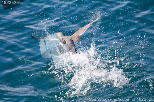 Image of The bird is dispersed on a water surface