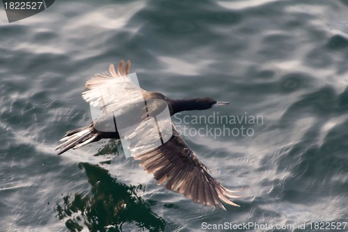 Image of   pelagic cormorant in flight