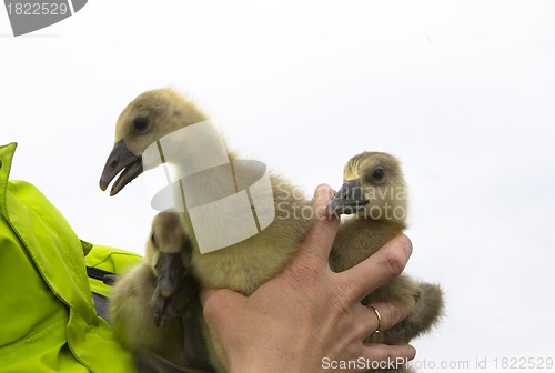 Image of Gooses