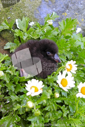 Image of Black baby bird of  Lunda cirrhata