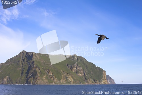 Image of Bird against coastal rocks and the ocean 2