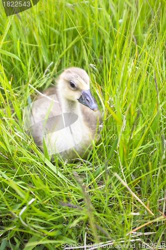 Image of The goose sitting in a grass