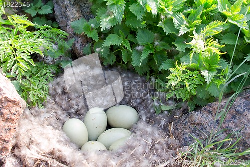 Image of Eider down: nest of the Common Eider