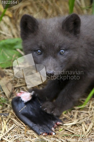 Image of Greedy young fox