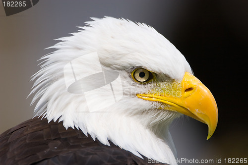 Image of Proud Eagle