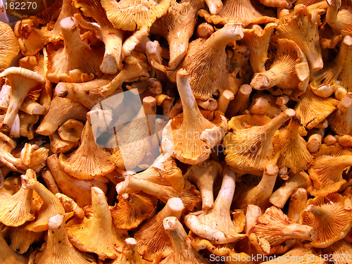 Image of Grocery store - chanterelle mushrooms